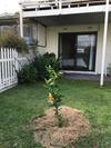 Motel Telopea Court