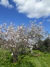 B&B S'arrosa Antiga
