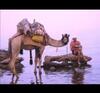 Hotel Oasis Fighting Kangaroo