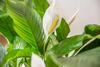 Crys: Apartments, Holiday, Business, Verde