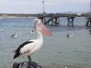 Tu Emuz Stone Beachfront Villa, Emu Bay, Kangaroo Is