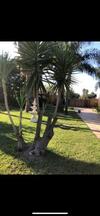 Hostal Villa Aretusa