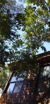 Torito's House