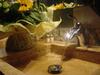 Bed & Breakfast Chambres D'h�tes Des F�es