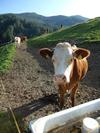 Agroturismo Oberschoellberghof