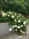 Apartman Malina