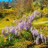Albergue Col�nia Saa - Shangril�