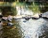 Lodge Chal� Girassol