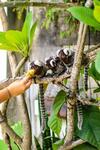 Tropical Hostel