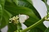 Villa Melbliss Gostoso