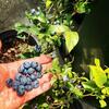 Apartamento Charlie&blueberries