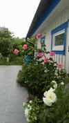 G�ststuga