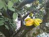 Casa No Centro De Triunfo