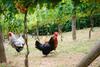 Agroturismo Agriturismo Mareli