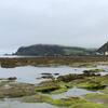 Puffins Nest