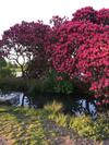 Cosy, Historic, Pet Friendly Cottage, Petworth
