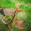 Bed & Breakfast Weingut Albert, Familie Cramer