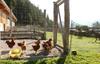 Agroturismo Saumerhof - Fam. Trinker Marion Und Wolfgang