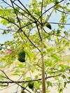 Villa Rooftop Garden Cottage