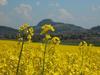 Hotel Landgasthof Sch�tzen