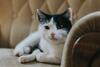 Piernikowy Apartament