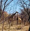 Leseli Lodge