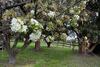 Blossoms On The Bay - Nubeena