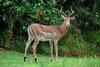 Kruger Park Lodge Unit No. 243
