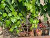Agroturismo Agriturismo Annibale