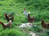 Agroturismo Agriturismo Masseria Casedde Vecchie