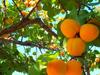 B&B Antiche Macine Del Salento