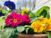 Apartamento Ferienhof Alte Wildmeisterei - Fewo Gartenblick *****