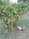 Agroturismo Fattoria Di Rigone