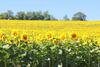 Bed & Breakfast Le Moulin Pastelier