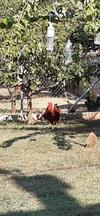 Apartamento Milivilla Luxury Farmhome