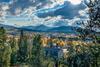 Snowcap Pines
