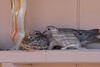 Tucson Natural 5br By Casago