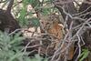 Tucson Natural 5br By Casago