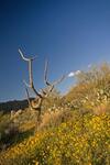 Tucson Natural 5br By Casago