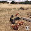 Agroturismo Herdade Da Ordem