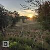 Agroturismo Herdade Da Ordem