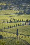 Agroturismo Fattoria Viticcio