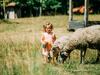 G�te Mios, 3 Pi�ces, 4 Personnes - Fr-1-440-114
