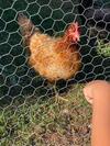 La Petite Ferme