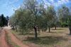 Agroturismo Agriturismo Il Pavone