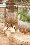 Agroturismo Masseria Curatori