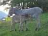 Agroturismo Agriturismo Lo Ratel�