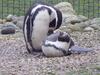 Flamingo Land - Woodlands W174