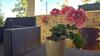 Apartment Nanara