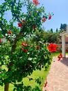 Casa Vacanze 'sa Corbula'